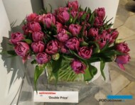 Tulipan odmiany 'Double Prince'