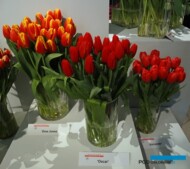 Tulipany odmian "Dov Jones", "Oscar' oraz 'Surrender'