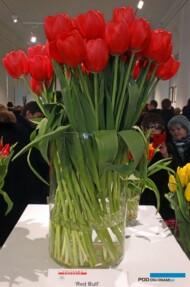 Okazałe kwiaty cięte tulipana odmiany 'Red Bull'