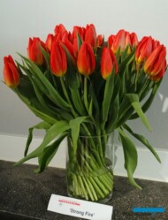 Tulipan odmiany "Strong Fire"
