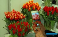 Tulipany z wystawy były chętnie fotografowane przez miłośników roślin
