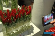 Tulipany odmiany Hong Kong prezentowane w wysokim, szklanym naczyniu zwracały uwagę wielu zwiedzających, znalazły się na niejednej fotografii z wystawy