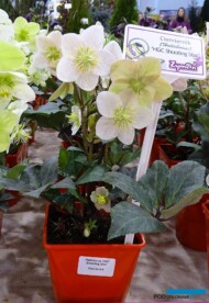 Helleborus-Shooting-Star_Gardenia-2018_Zymon