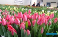 Tulip Trade Event to dni otwarte firm holenderskich polegające na prezentacji odmian tulipana oferowanych profesjonalnym ogrodnikom (na 1. planie - odm. 'Barre Alta' z gruoy Triumph), fot. A. Cecot