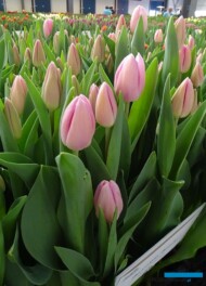 Tulipan_Barcelona-Beauty_gr-Triumph_TulipTradeEvent-2018_Nord-Lommerse_AC