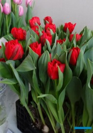 Tulipan 'Mondiano' o pełnych kwiatach (hodowla - Remarkable Tulips)
