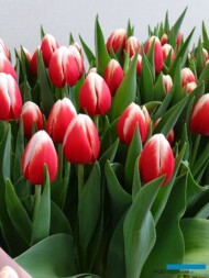 Tulipan 'Energy4All' z gr. Triumph (hodowla - Remarkable Tulips)