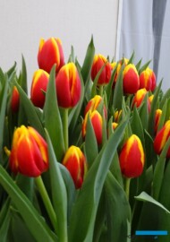 Tulipan 'Ready' (hodowla - Remarkable Tulips)