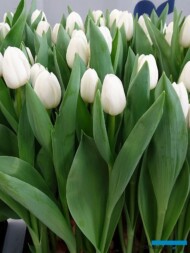 Tulipan 'Pole Star' z gr. Triumph (hodowla - Remarkable Tulips)
