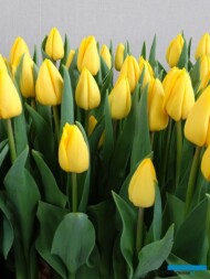 Tulipan 'Yellow Master' z gr. Triumph (hodowla - Remarkable Tulips)