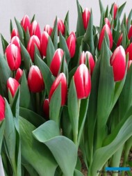 Tulipan 'Paul McCartney' z gr. Triumph (hodowla - Remarkable Tulips)