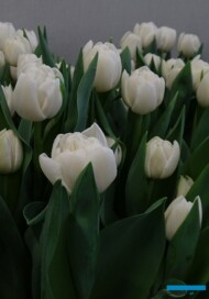 Tulipan 'Sky Dance' o pełnych kwiatach (hodowla - Remarkable Tulips)