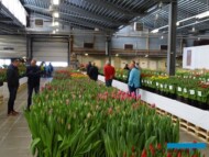 TulipTradeEvent-2018_Nord-Lommerse