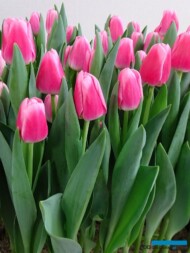 Tulipan 'Dutch Delight' (hodowla - Remarkable Tulips)