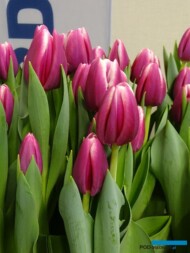 Tulipan 'Angels Share' (hodowla - Remarkable Tulips) - nowość o oryginalnej kolorystyce kwiatów