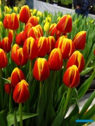 Tulipan 'Denmark' z gr. Triumph (hodowla - Remarkable Tulips)