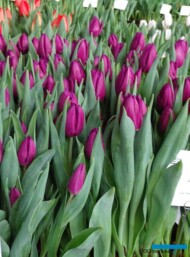 Tulipan-Laptop_gr-Triumph_TulipTradeEvent-2018_Nord-Lommerse_AC