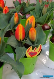 Tulipan-Flair_Poj-Wczesne_TulipTradeEvent-2018_Nord-Lommerse