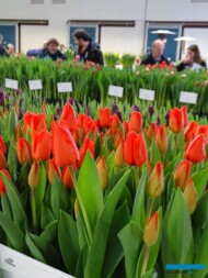 Tulipan 'Lalibella' z gr. Mieszańców Darwina