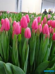 Tulipan 'Milkshake' z gr. Triumph (hodowla - Remarkable Tulips)