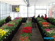 TulipTradeEvent-2018_VWS