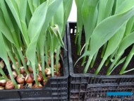 Tulip-Trade-Event-2018_tulipany-z-pedzienia-hydroponicznego_oraz_w-podlozu-torfowym_
