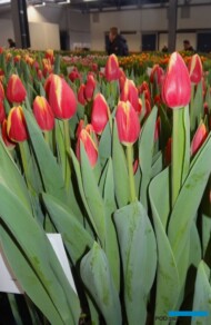 _Tulipan 'Buster' z gr. Triumph_Tulip-Trade-Event-2018_AC