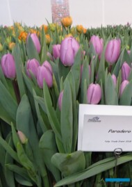 Tulipan-Paradero_Triumph_TulipTradeEvent-2018_Nord-Lommerse_Remarkable_Tul_AC
