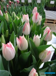 Tulipan 'Beautytrend' z gr. Triumph_AC