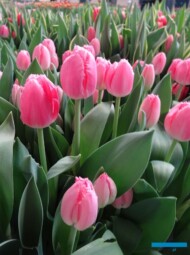 Tulipan 'Cacharel' o fryzowanych płatkach_Tulip-Trade-Event-2018_AC