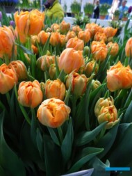 Tulipan 'Orca' z gr. Pełne wczesne_Tulip-Trade-Event-2018_AC
