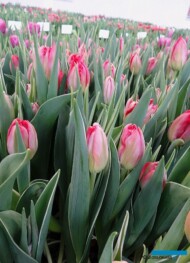 Tulipan Tulipan 'Flash Point' z gr. Pełne wczesne_Tulip-Trade-Event-2018_AC