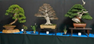 Jednym z ciekawszych akcentów targów była wystawa bonsai