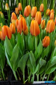Tulipa_'Triple A' (gr. Triumph), fot. A. Cecot