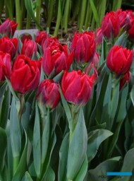 Tulipa_Honesty