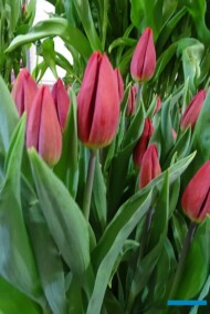 Tulipa_Red-Gold_Triumph