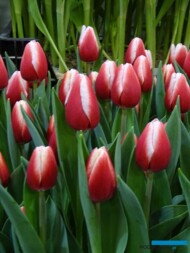 Tulipan 'Timeless' z grupy Triumph