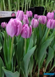 Tulipa_Kickstart_Pelne-wczesne