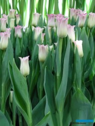 Tulipan 'Crown of Dynasty'_TulipTradeEvent_2018