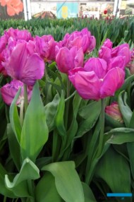 Tulipa_ParrotPrince_VWS_TulipTradeEvent_2018