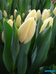 Tulipa_CremeFraiche_Triumph