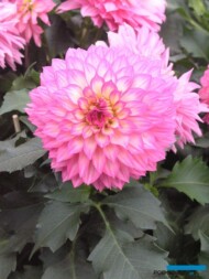 Dahlia Gallery 'Bellini'