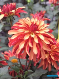 Dahlia Gallery 'Art Deco'