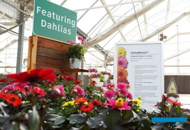 Verwer-Dahlia - odmiany przejete przez firme Syngenta