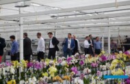 Wizyta w szklarni z produkcją storczyków z rodzaju Phalaenopsis w Stężycy