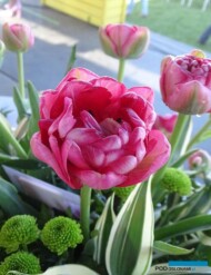 Tulipan_Irena-Szewinska