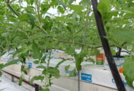 Do kontrolowania szkodników już na wczesnych etapach uprawy wprowadza się dziubałeczka mączlikowego (Macrolophus pygmaeus, preparat Mirical)