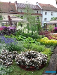 Ogrody Daisy_Daisy-Days-2018_Plantpol