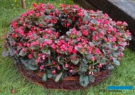 Begonia Doble Coco 'Red'_Ogrody Daisy_Daisy-Days-Pszczyna 2018_Plantpol