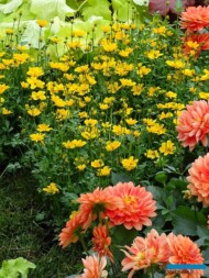 Bidens 'Golden Empire' i dalia z grupy Dalina_Ogrody Daisy_Daisy-Days-Pszczyna 2018_Plantpol